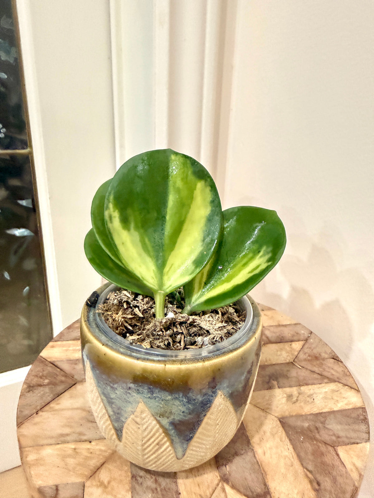 Hoya Pachyclada Inner Variegated