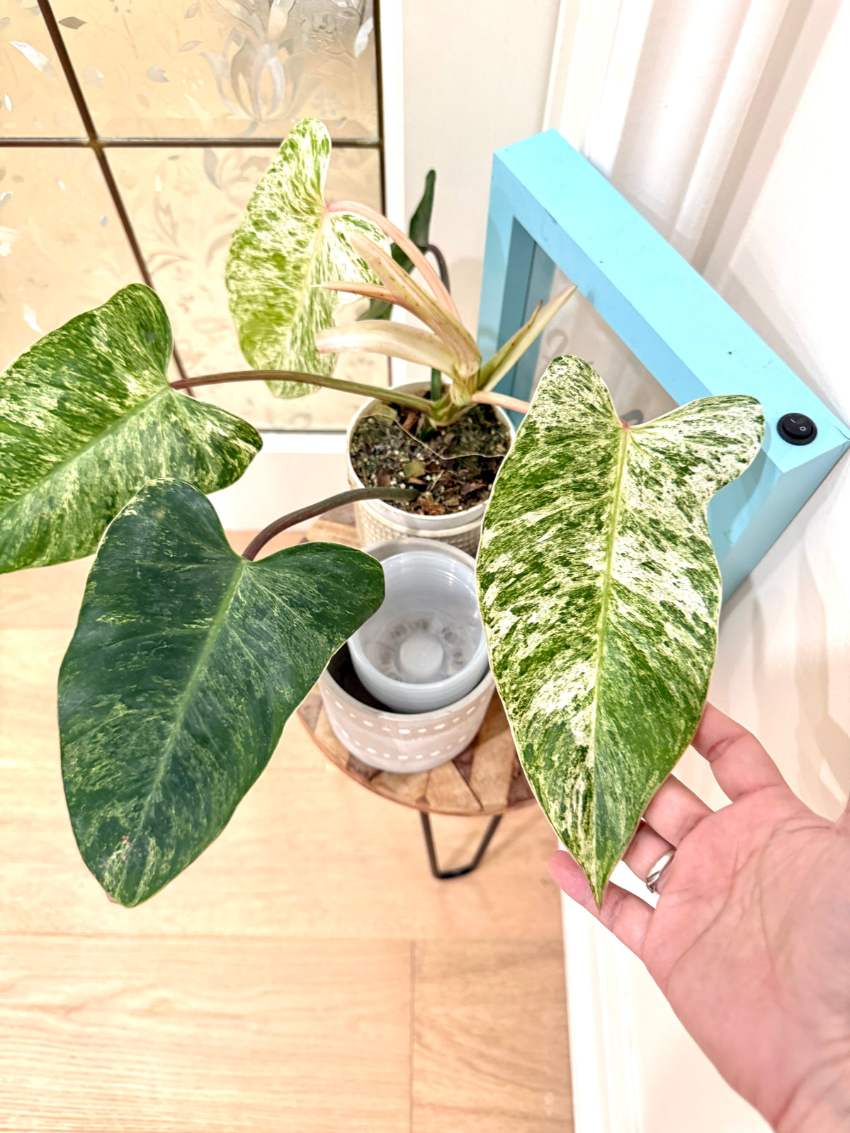 Philodendron Emerald Ice