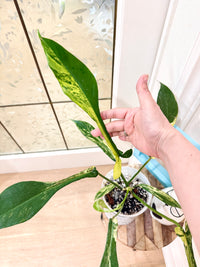 Philodendron Joepii Variegated