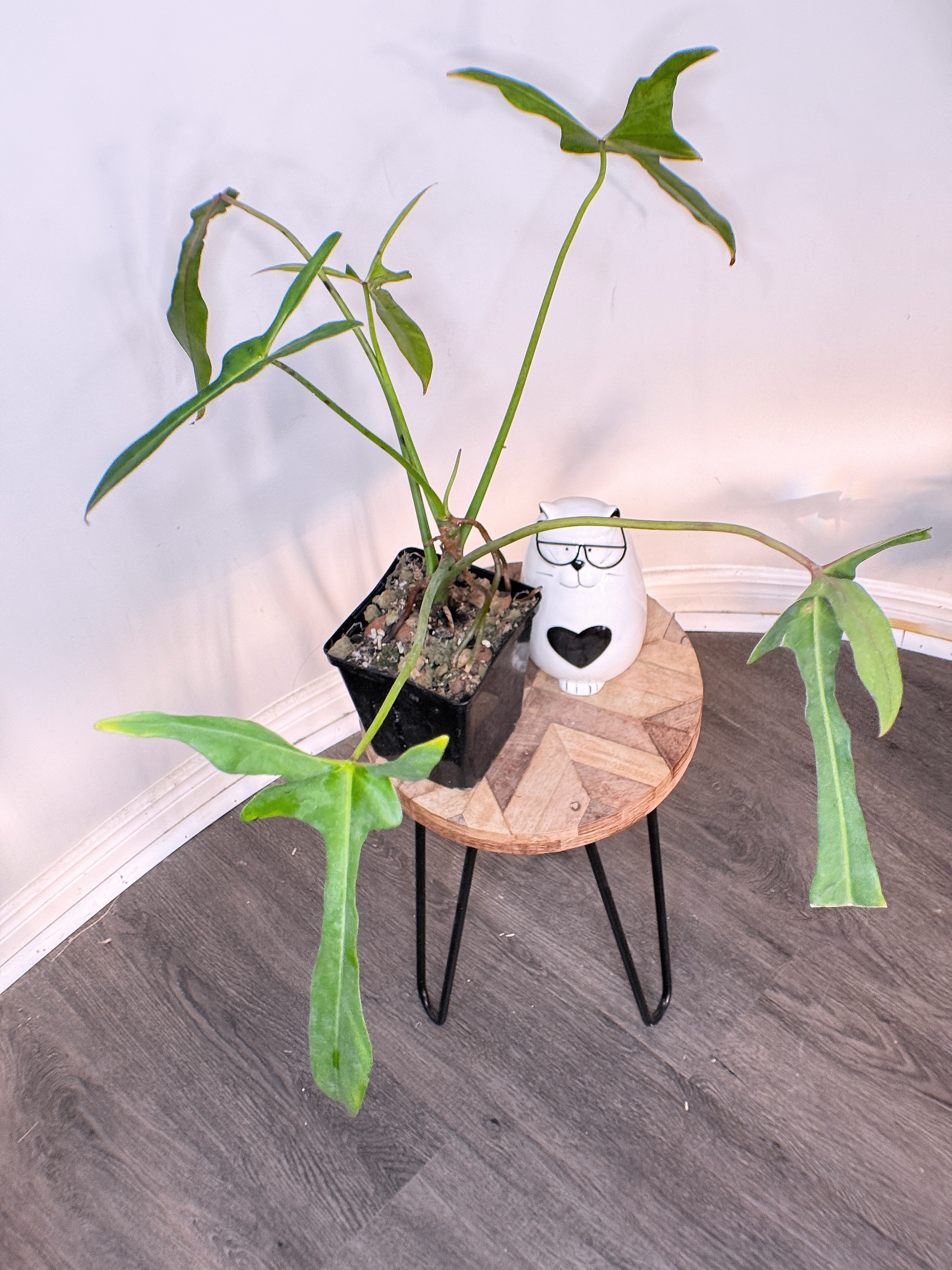 Philodendron Longilobatum Miyano Lelano – Rare Tropical