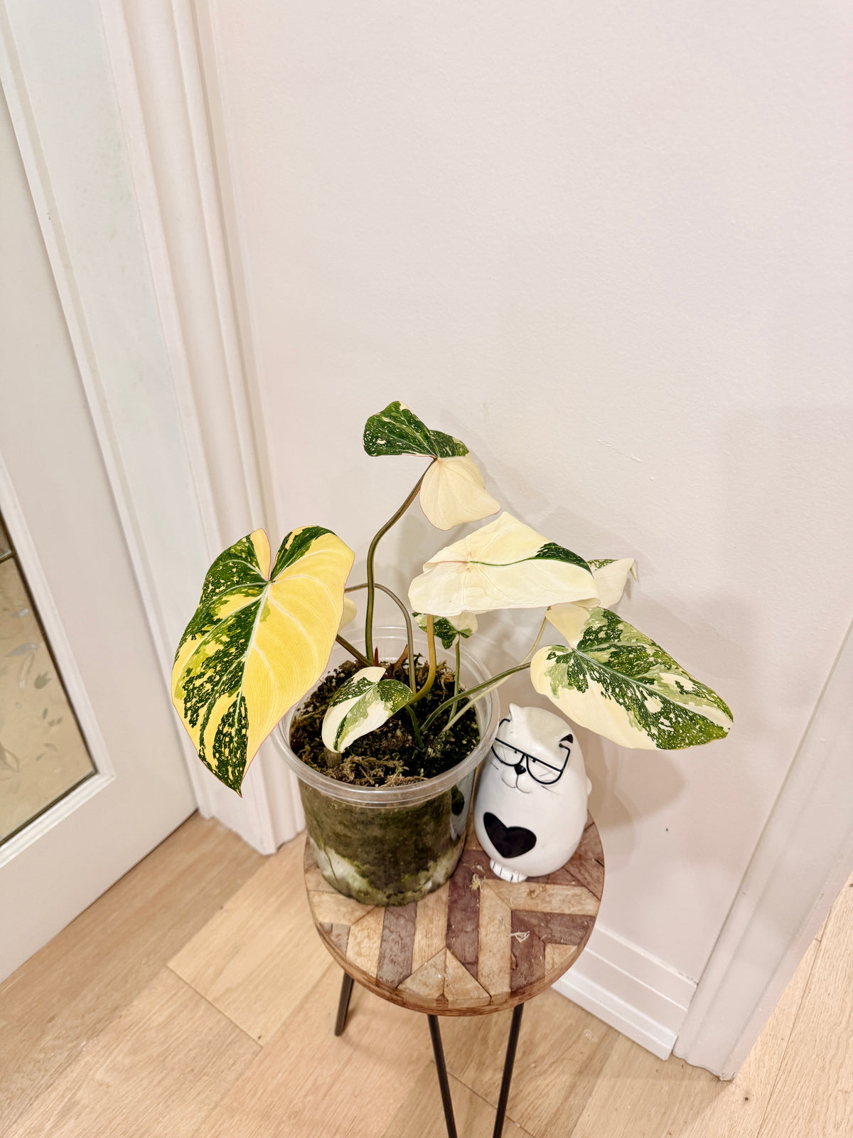 Philodendron Gloriosum Galaxy