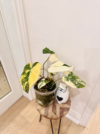 Philodendron Gloriosum Galaxy