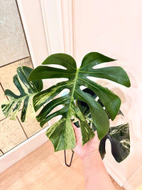 Monstera Jungle Mint