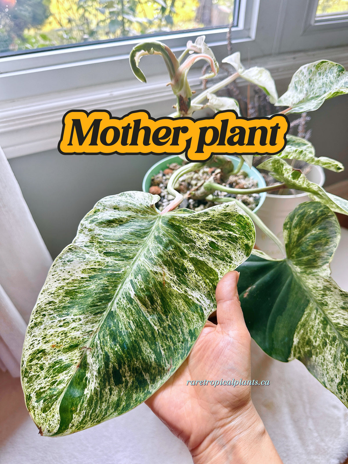 Philodendron Emerald Ice