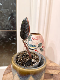 Pink ZZ Raven Plant Variegated