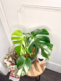 Monstera Mint