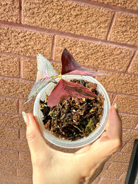 Oxalis Triangularis Variegated