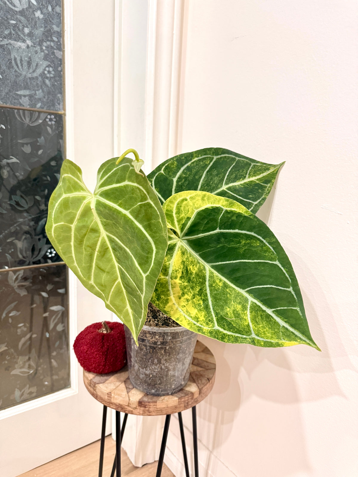 Anthurium Silver Blush x (Hope x Crystal)