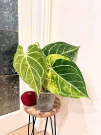 Anthurium Silver Blush x (Hope x Crystal)