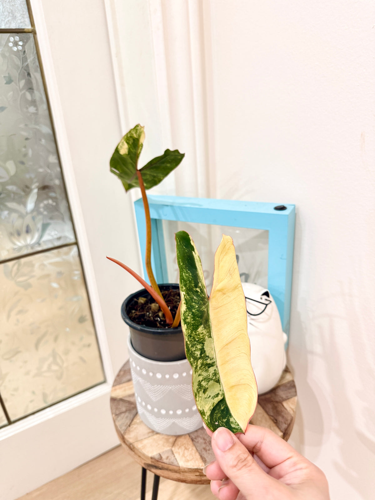 Philodendron Billietiae Variegated