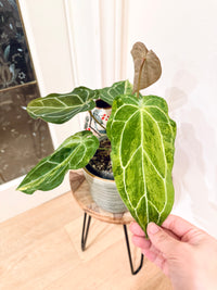 Anthurium Crystallinum x Forgetii Variegated