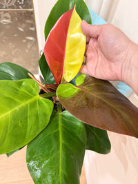 Philodendron Red Moon Variegated