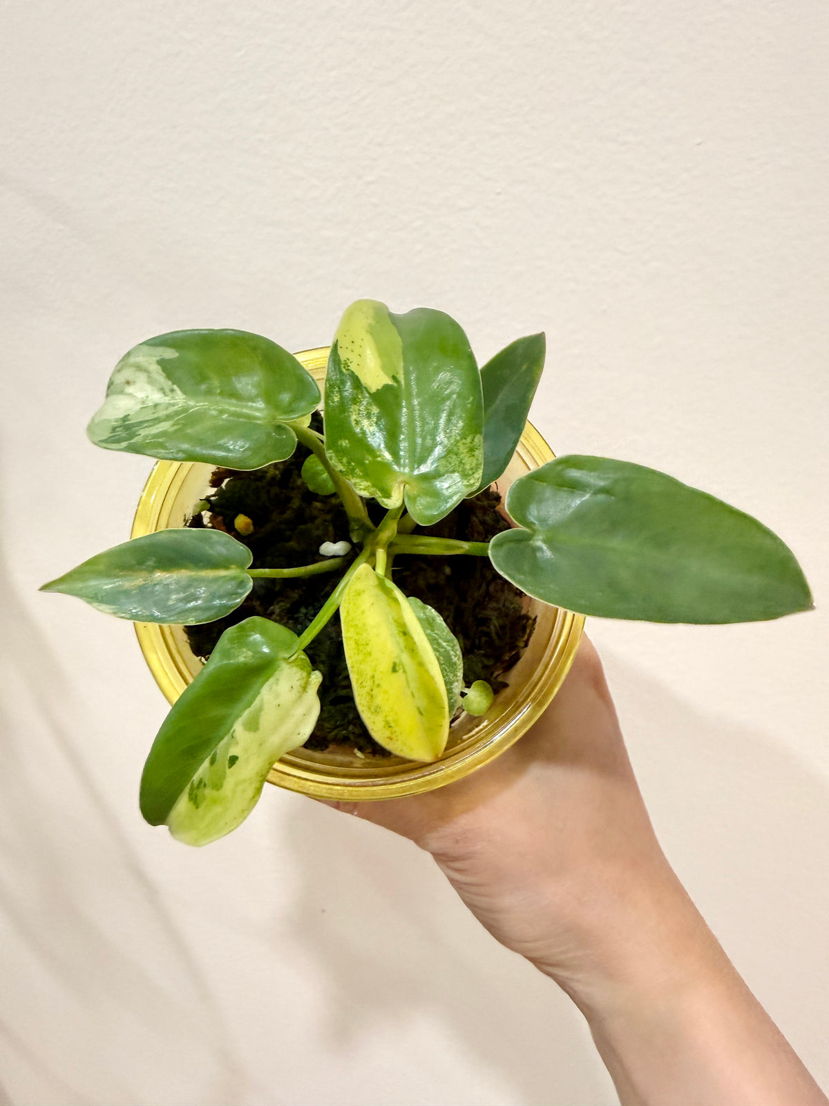Philodendron Ilsemanii