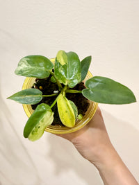 Philodendron Ilsemanii