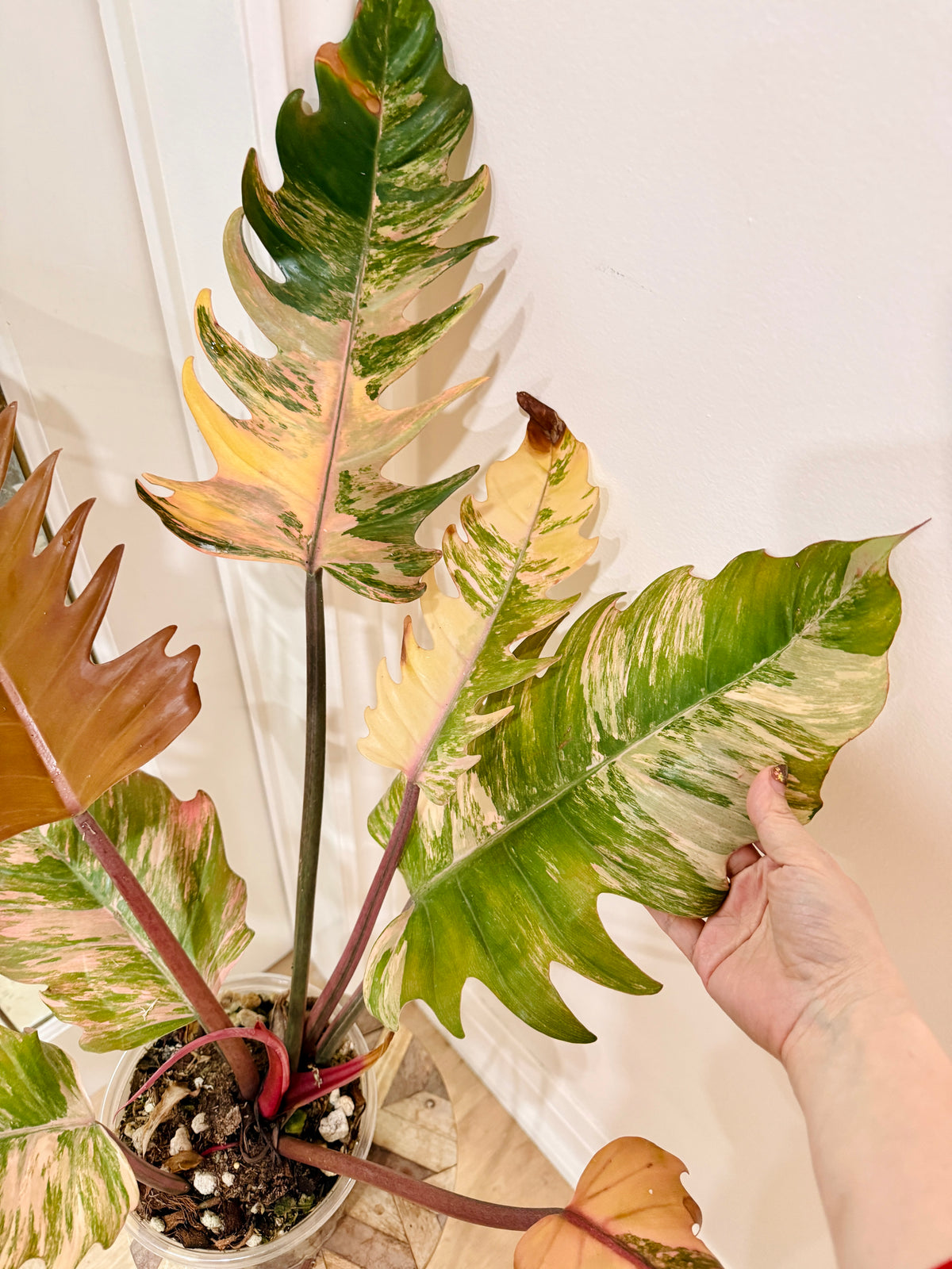Philodendron Caramel Marble