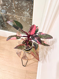 Philodendron Pink Princess Galaxy