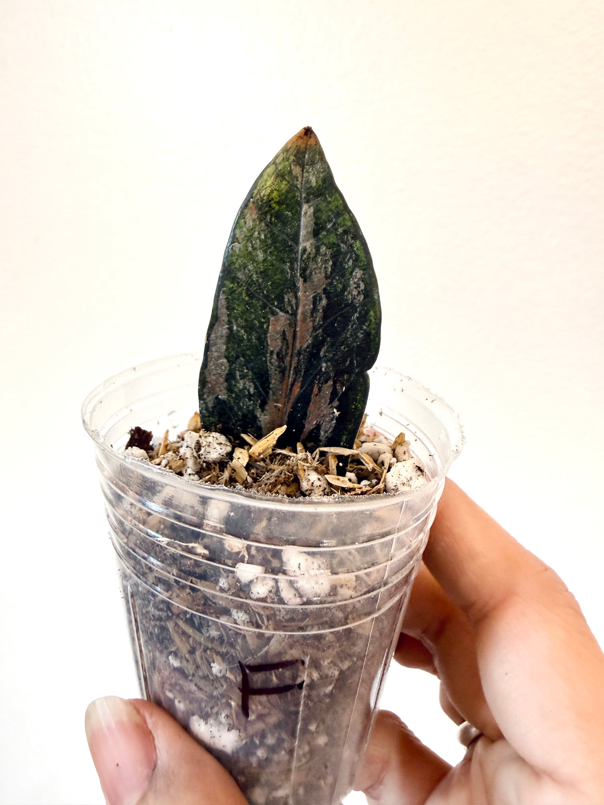 ZZ BLACK RAVEN VARIEGATED (Zamioculcas Zamiifolia Variegata)
