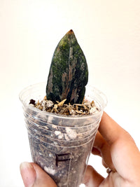 ZZ BLACK RAVEN VARIEGATED (Zamioculcas Zamiifolia Variegata)