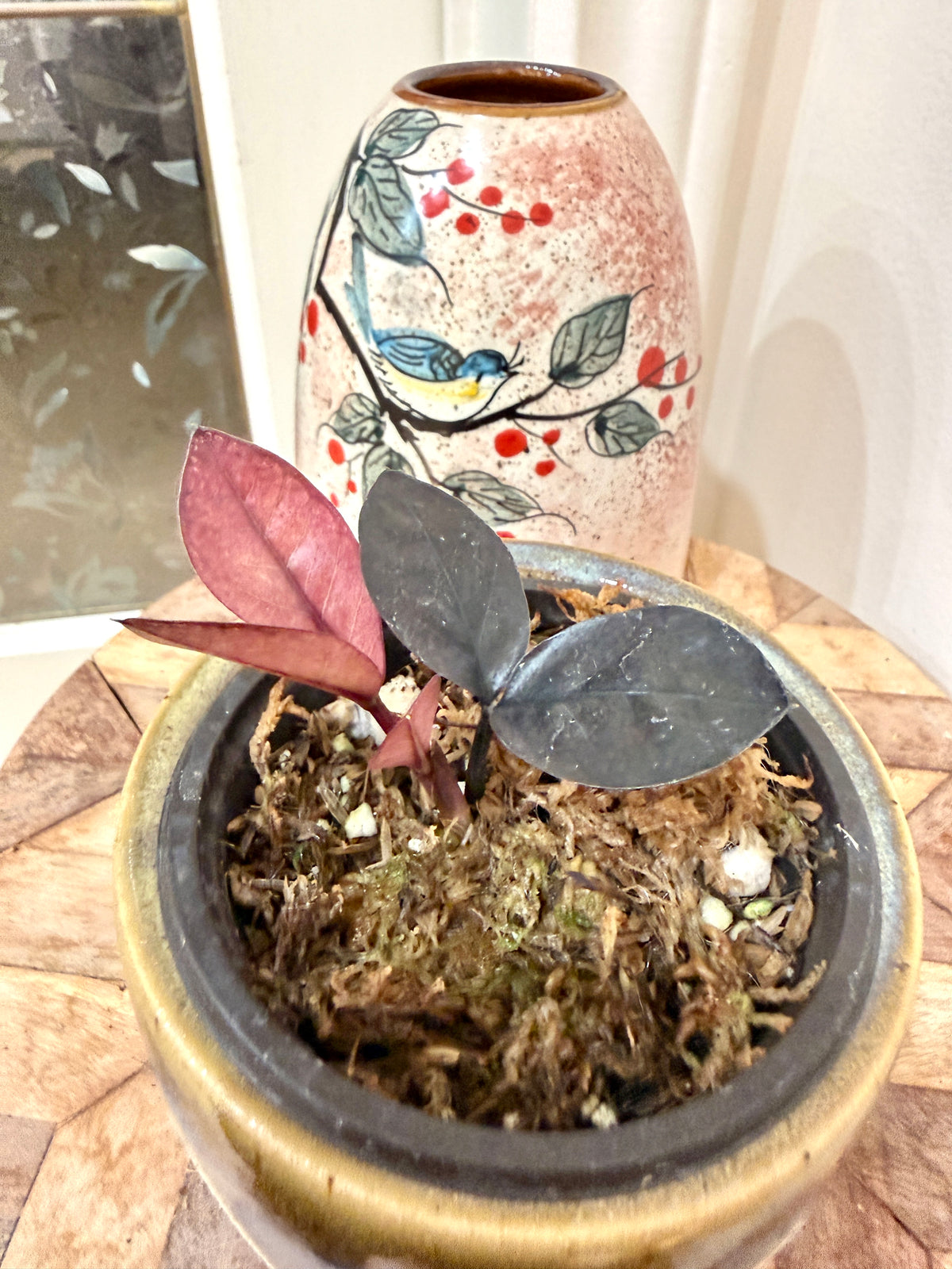 Black Pink ZZ Raven Plant Variegated