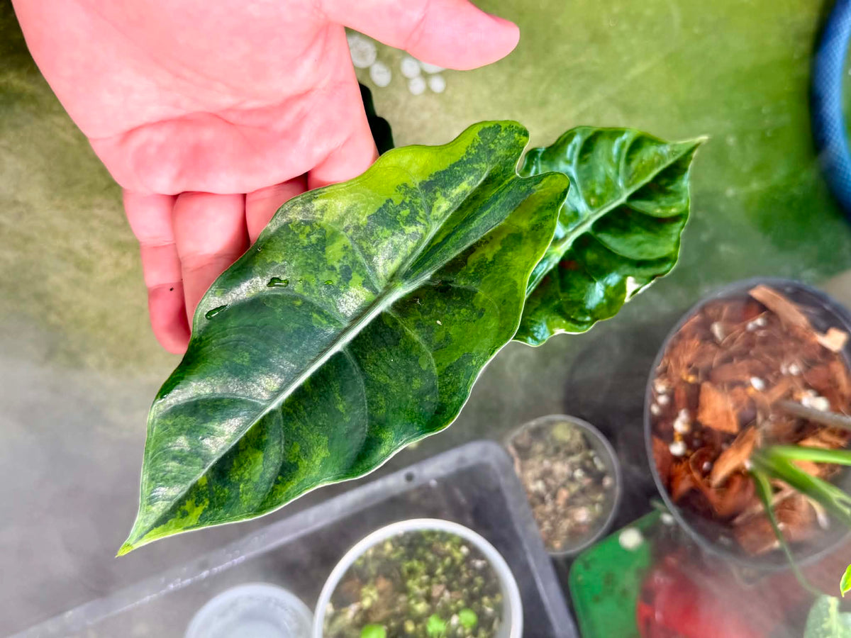 Alocasia Chantrieri Gold CORM
