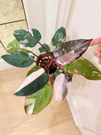 Philodendron Red Anderson Variegated