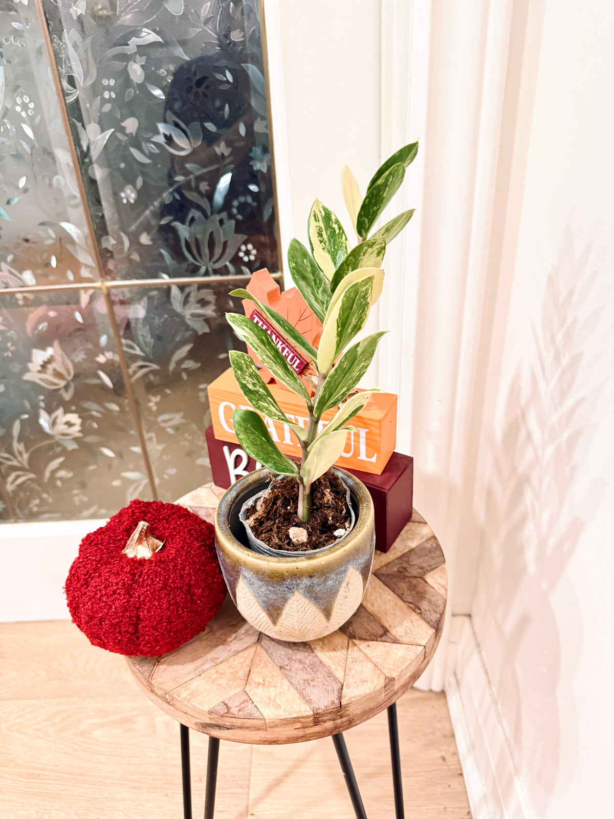 ZZPlant Aurea