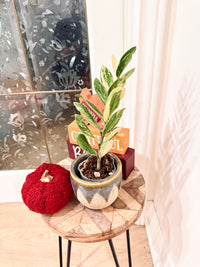 ZZPlant Aurea