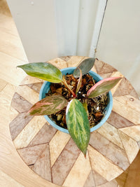 Philodendron Pink Princess Tricolour