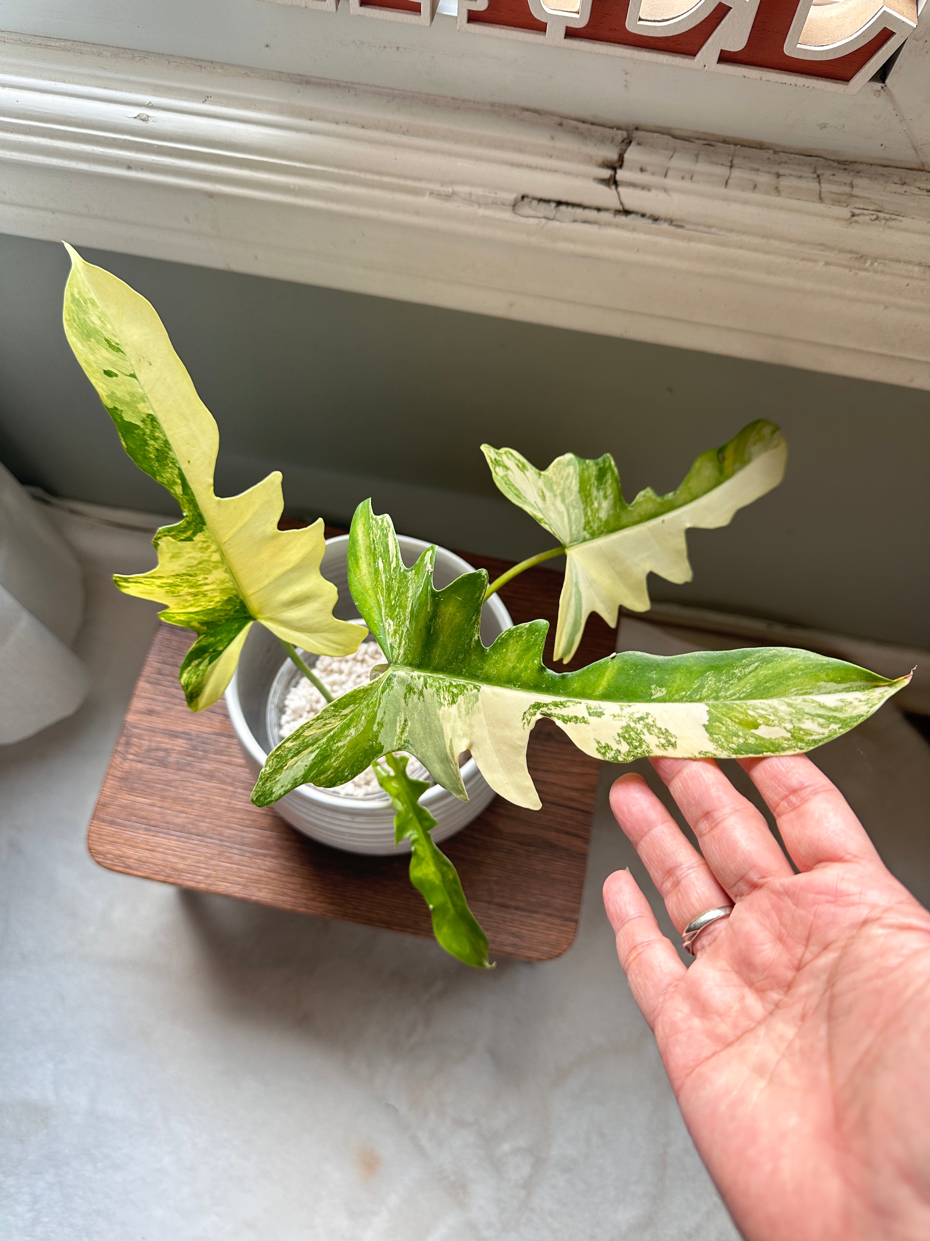 その他観葉植物 2x Philodendron florida beauty x mayoi Philodendron Florida Beauty x Mayoi – Rare Tropical Plants