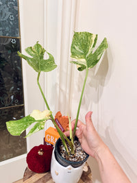 Monstera Legacy Compacta