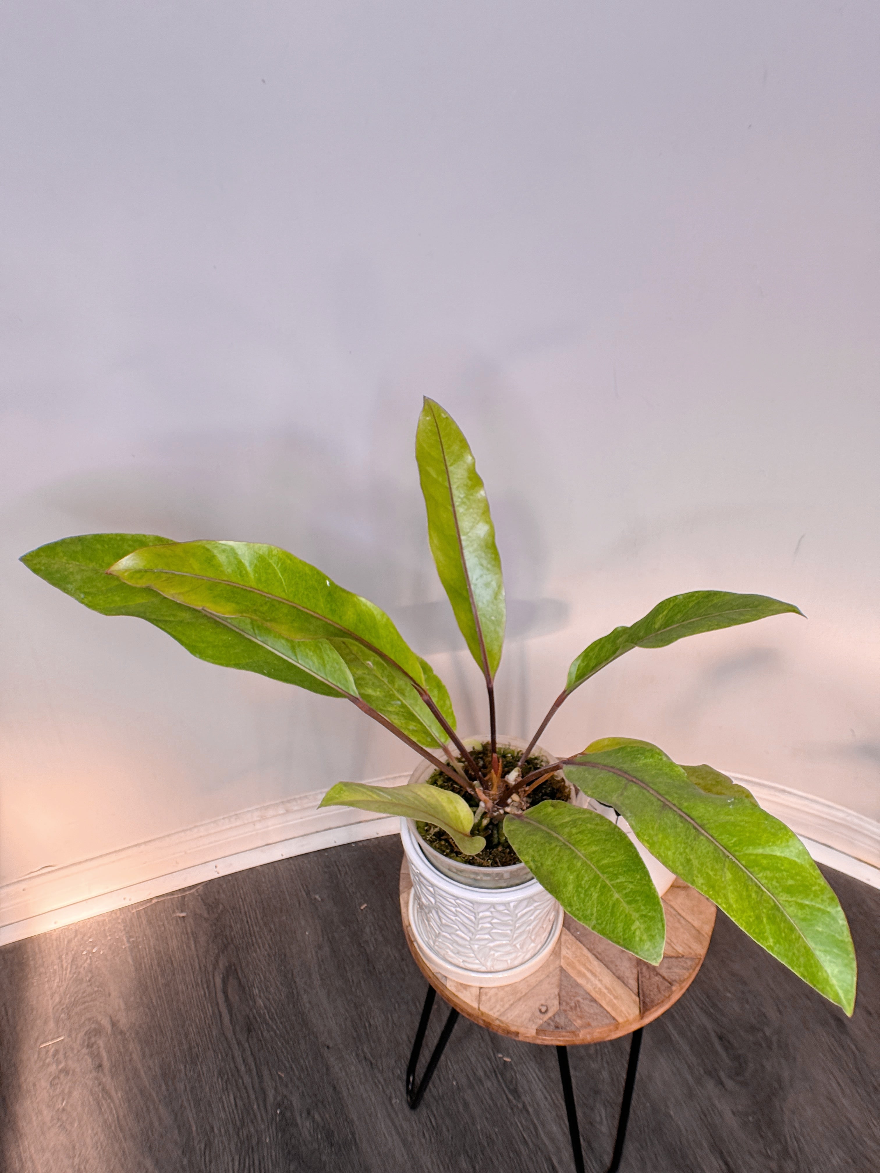 Anthurium Hookeri Variegated – Rare Tropical Plants Canada