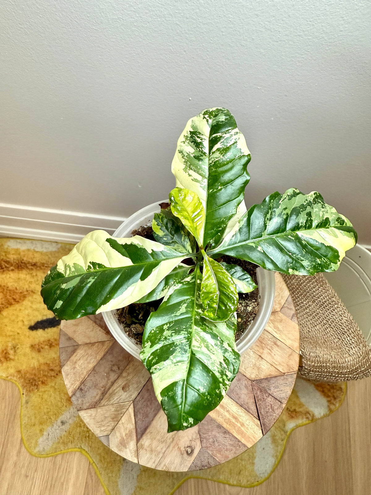 Coffee Tree Variegated