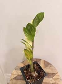 ZZPlant Aurea