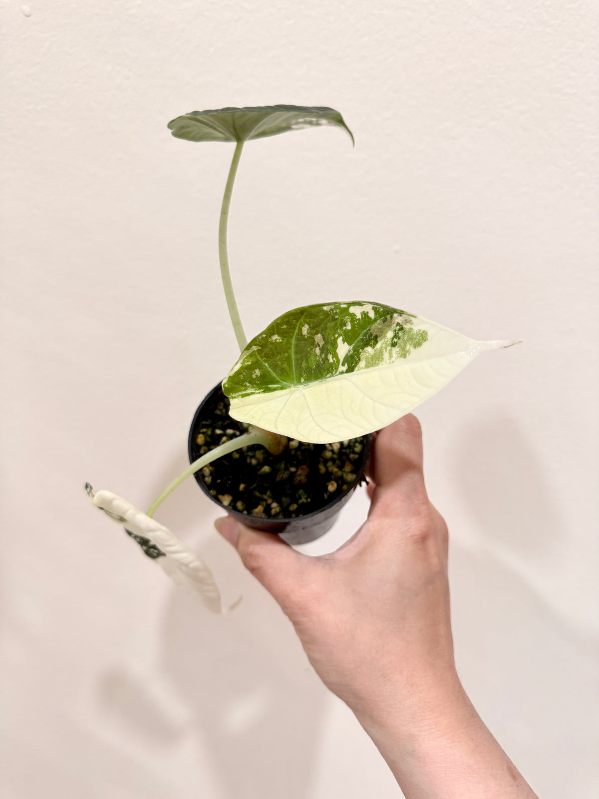 Alocasia Maharani Albo
