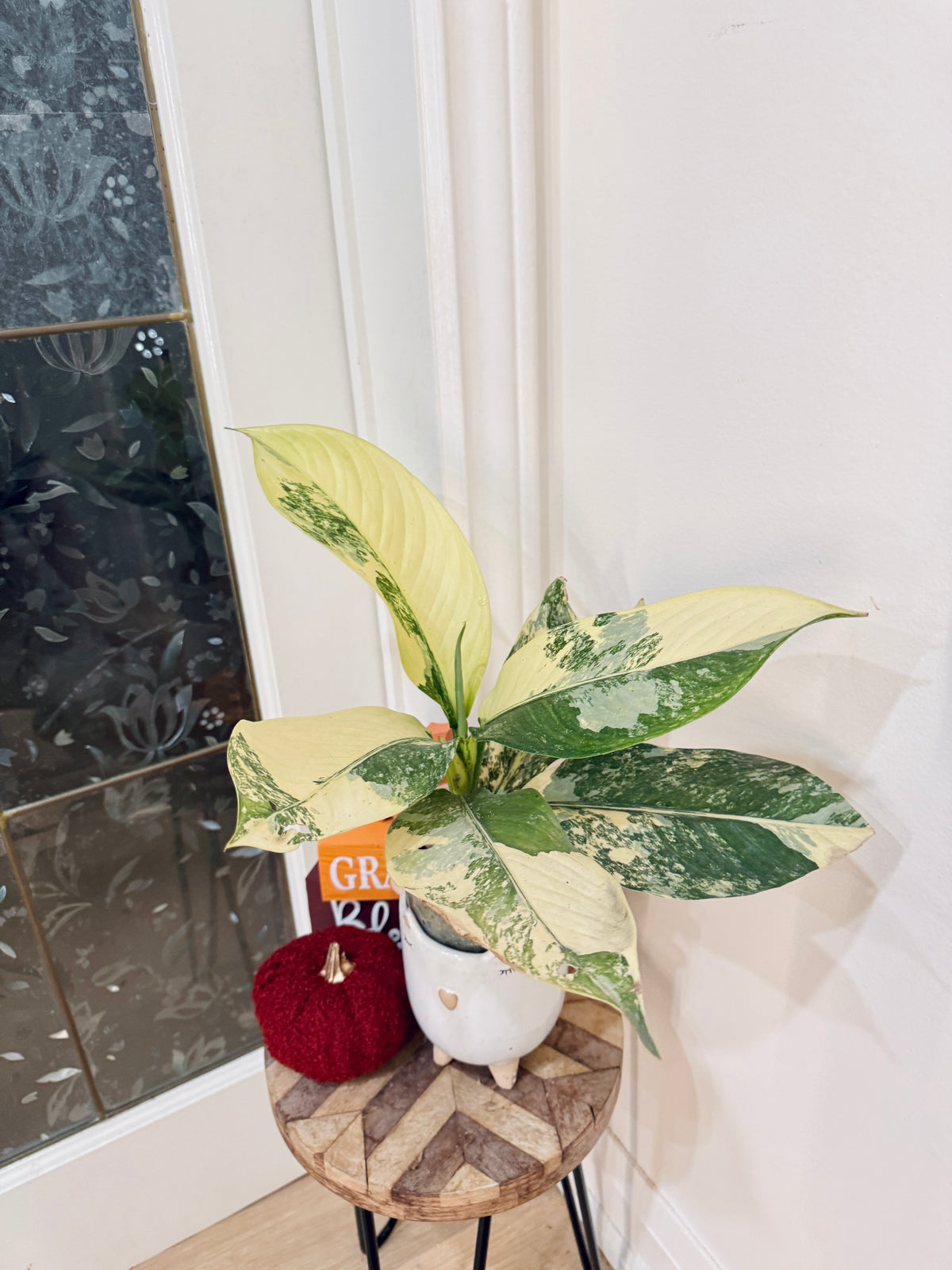 Variegated Dieffenbachia "Big Ben"