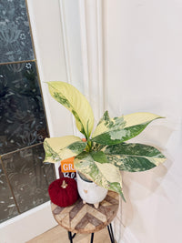 Variegated Dieffenbachia "Big Ben"