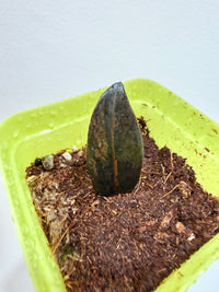 PINK ZZ PLANT