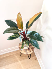 Philodendron Red Congo Variegated