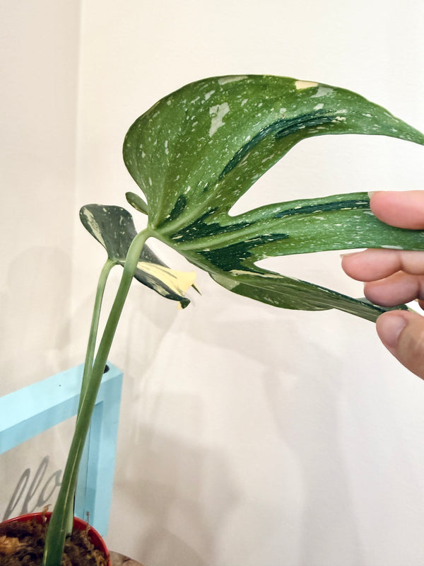 Monstera Medusa