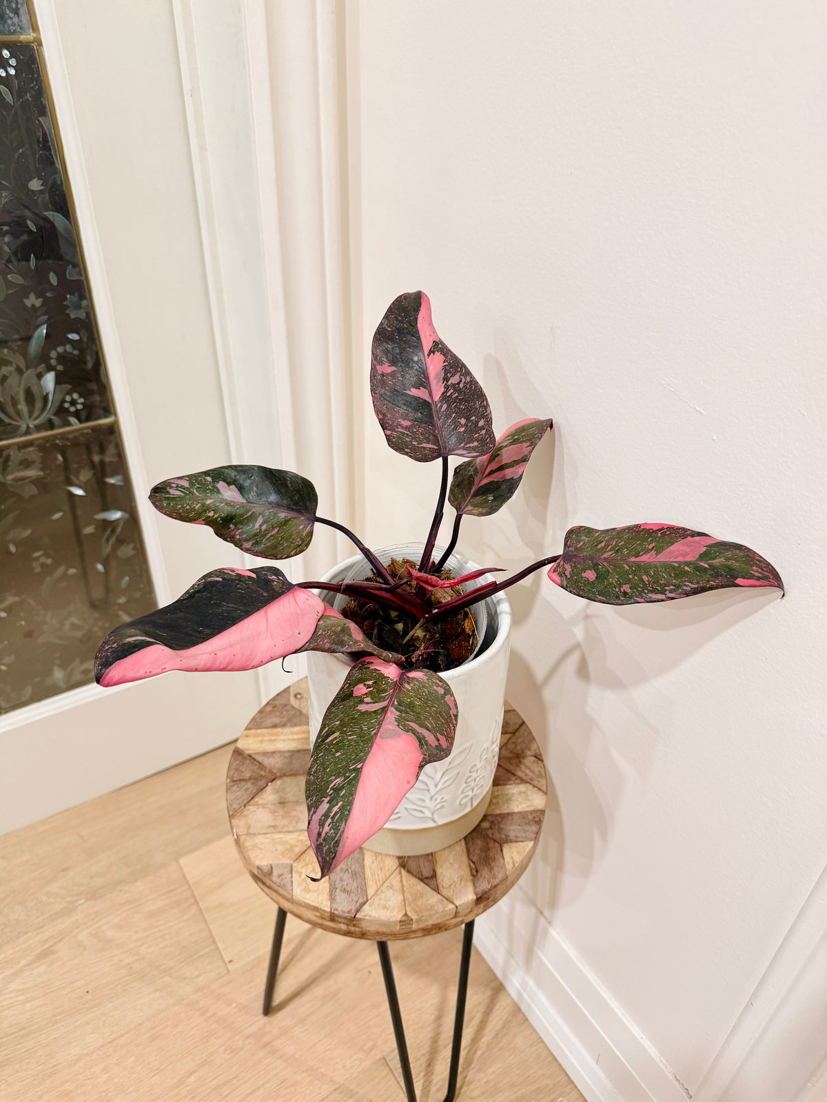 Philodendron Pink Princess Galaxy