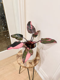 Philodendron Pink Princess Galaxy