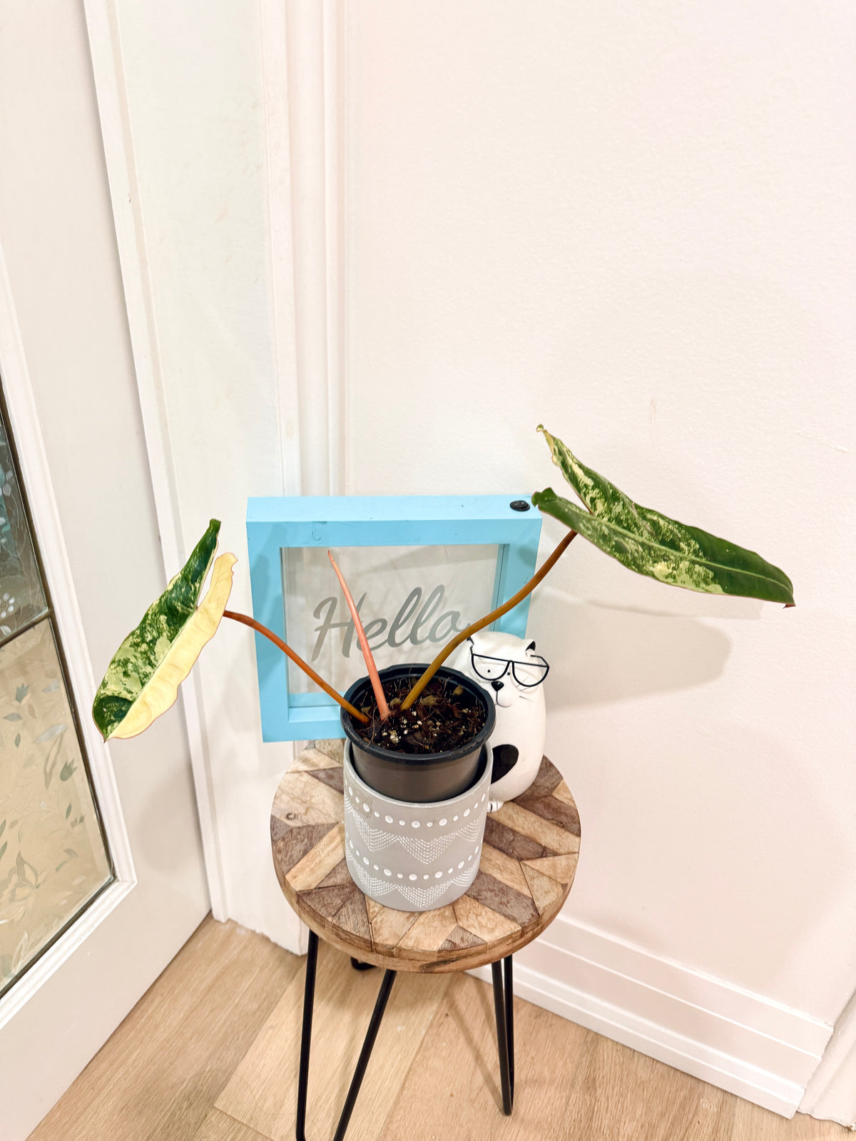 Philodendron Billietiae Variegated
