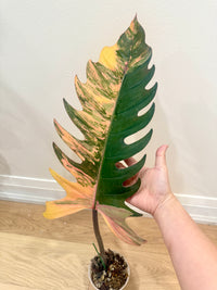 Philodendron Caramel Marble