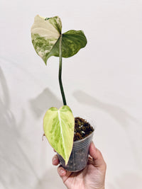 Philodendron Gloriosum Aurea