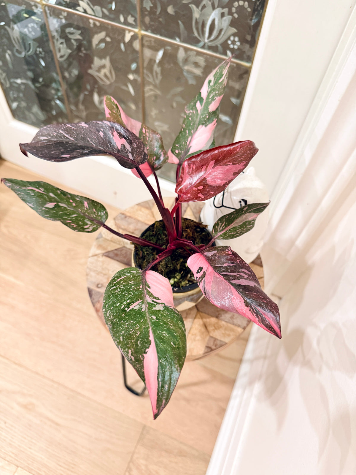 Philodendron Pink Princess Galaxy