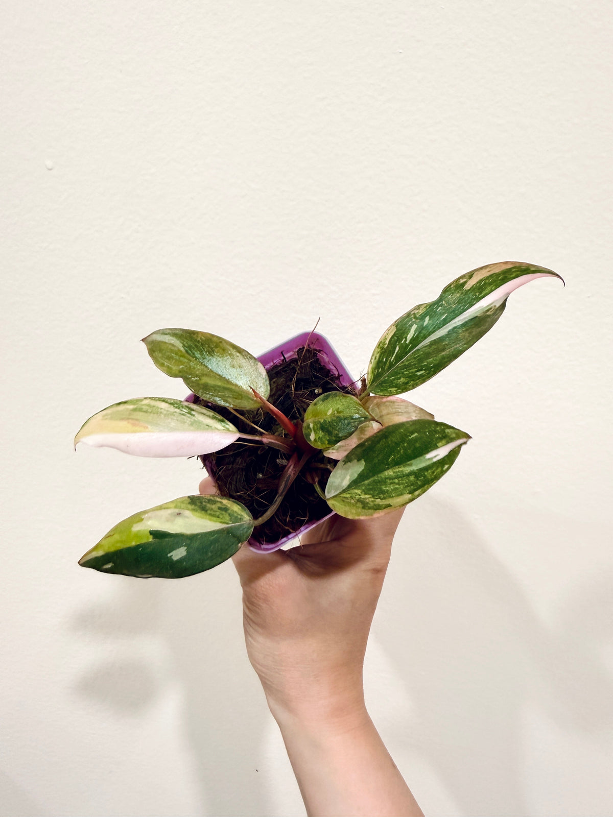 Philodendron Princess Tricolour