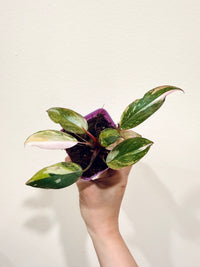 Philodendron Princess Tricolour