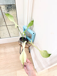 Philodendron Joepii Mint