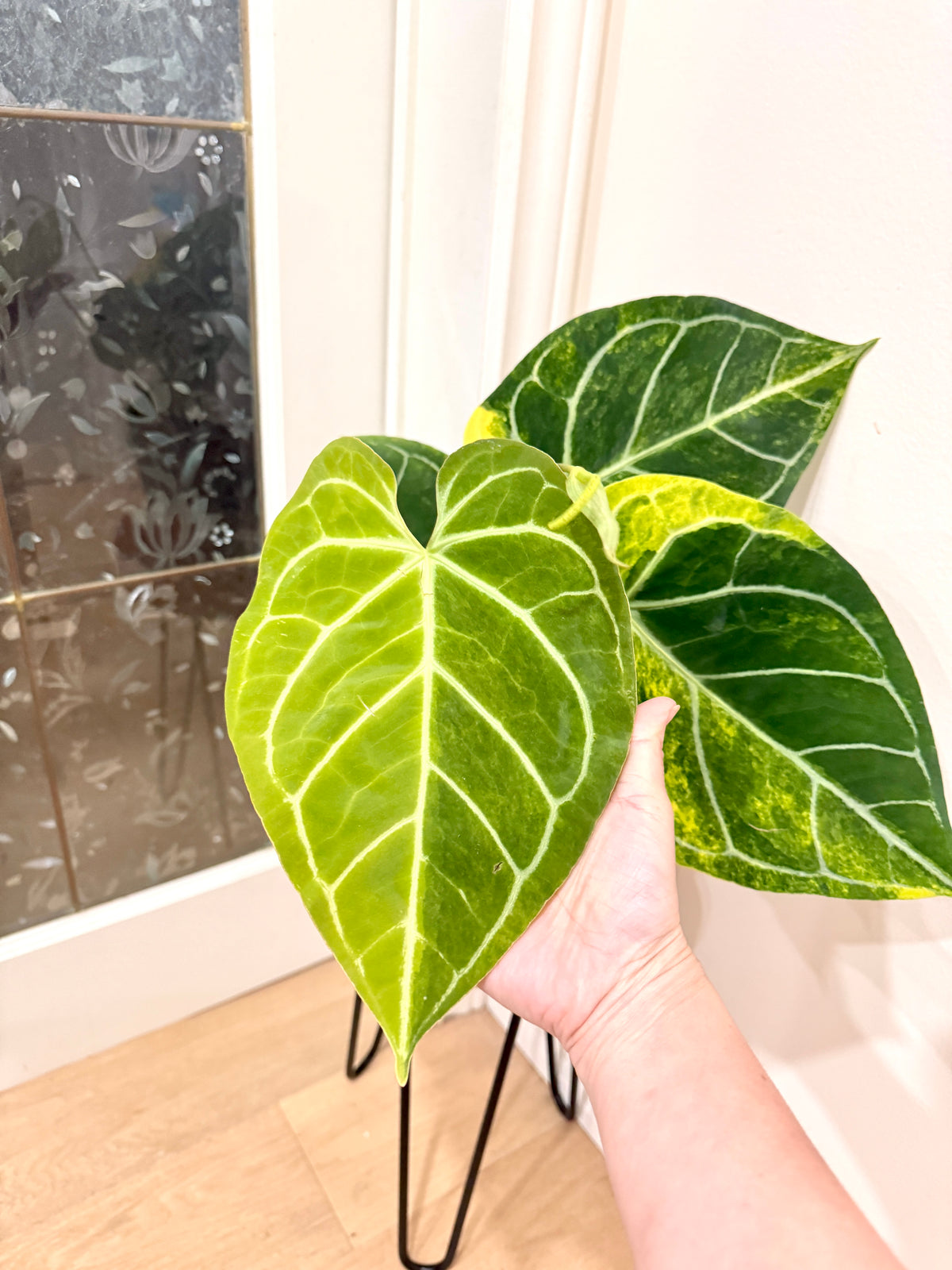 Anthurium Silver Blush x (Hope x Crystal)