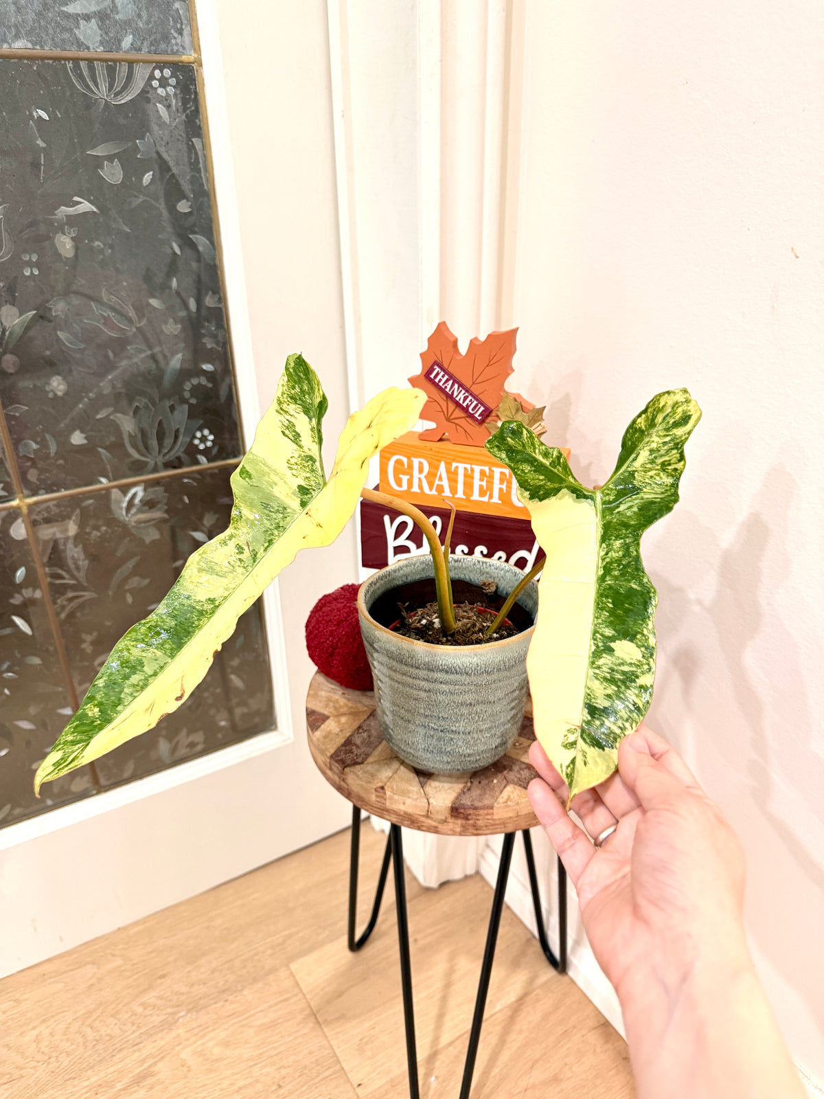 Philodendron Florida Beauty × Billietiae Variegated